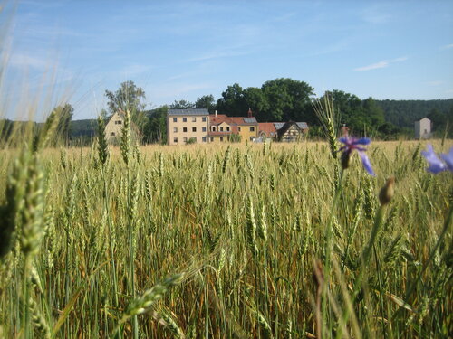 Blumenwiese mit Kernmühle im Hintergrund