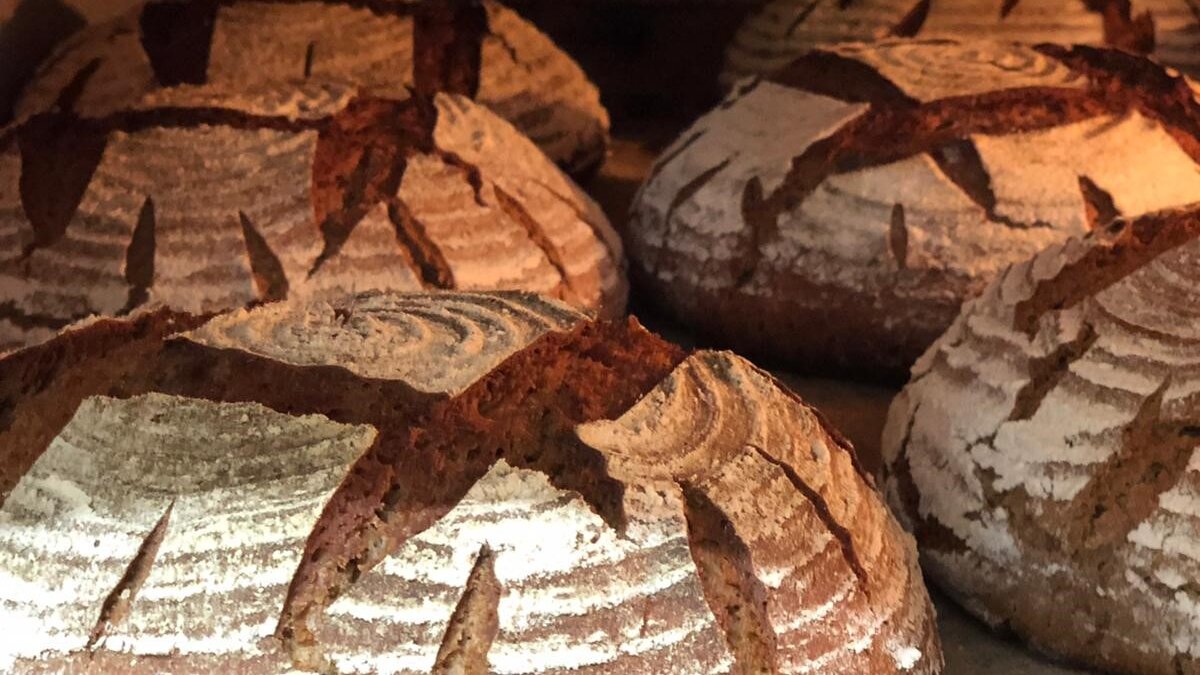 Brotlaibe gebacken auf einem Blech