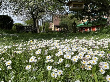 Blühende Margeriten im Vordergrund, dahinter Bänke unter Bäumen, Vogelhaus und Gebäude mit roten und gelben Fassaden.